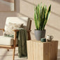 Sansevieria Laurentii - Vrouwentong - incl. pot grijs - pot 21cm - hoogte 70-80cm