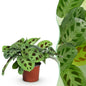 Green boutiQ - Kamerplant - Maranta Fascinator Kerchoveana - Zebraplant - Huisdiervriendelijke Plant - Groen - 1 Plant - Pot 12cm - Hoogte 25cm