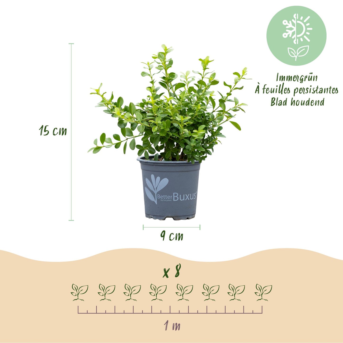 Green boutiQ - Buxus Haag - BetterBuxus Babylon Beauty - Resistant tegen de Buxus schimmel - 16 planten - 2 strekkende meter - pot 9cm hoogte 20-25