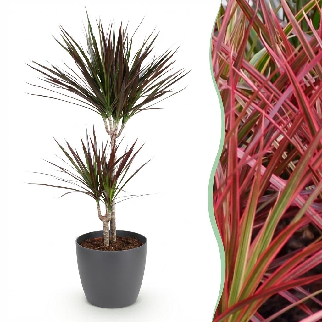 Dracaena Magenta - Drakenbloedboom - incl. pot grijs - pot 21cm - hoogte 90-100cm