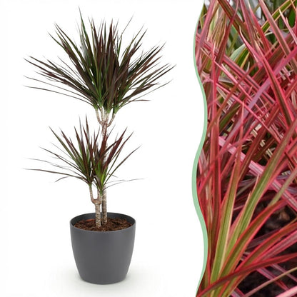 Dracaena Magenta - Drakenbloedboom - incl. pot grijs - pot 21cm - hoogte 90-100cm