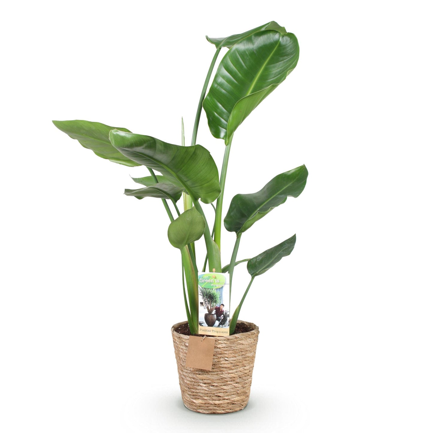 Stelitzia Nicolai - Paradijsvogelbloem - incl. mand - pot 17cm - hoogte 70-90cm