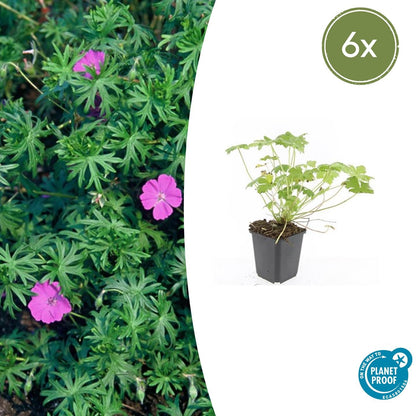 Geranium 'Tiny Monster' - Ooievaarsbek