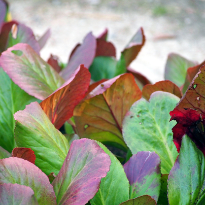 Bergenia cordifolia - Schoenlappersplant