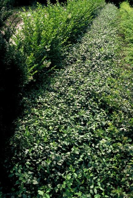 Euonymus fort. 'Dart's Blanket' - Kardinaalshoed