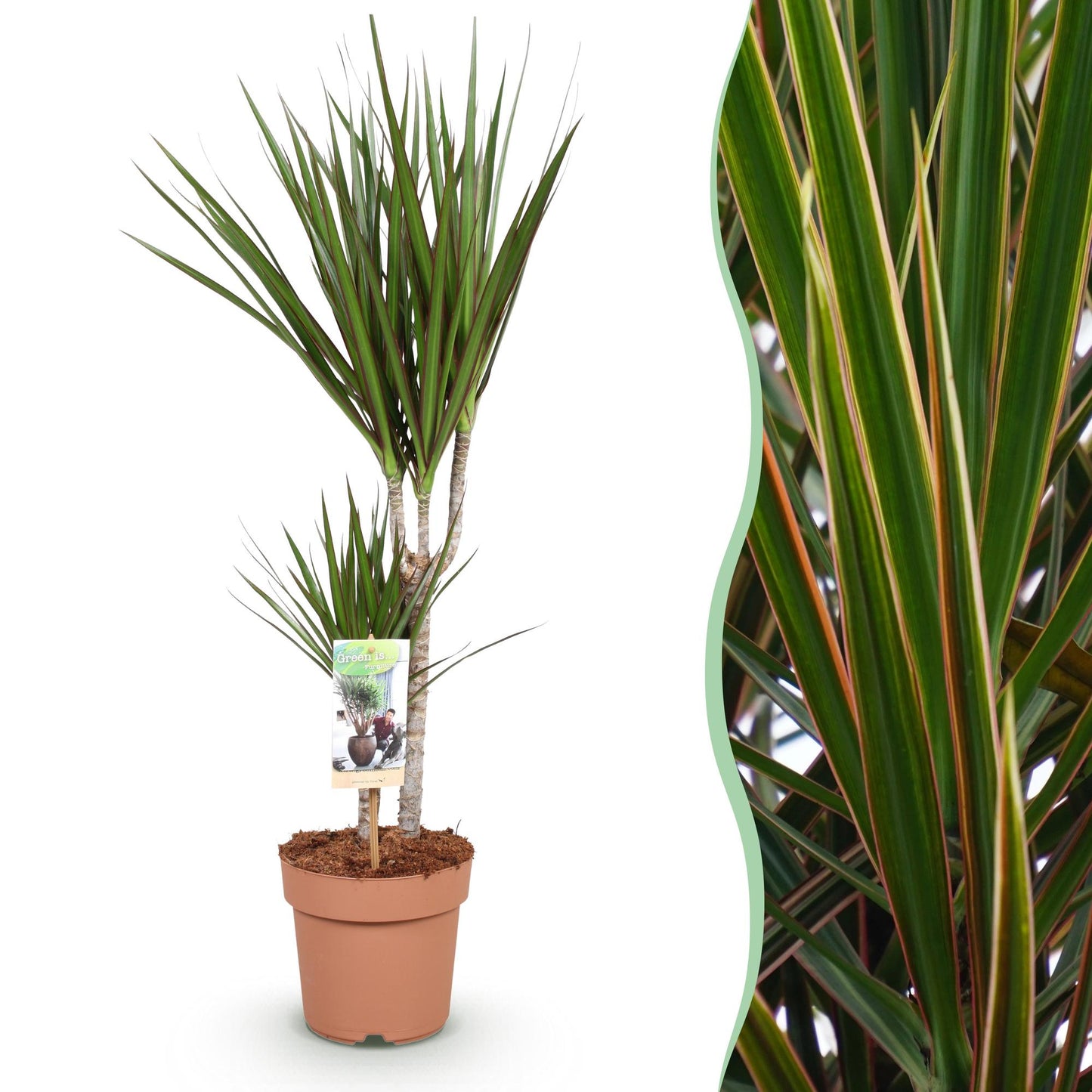 Dracaena Marginata - Drakenbloedboom - 1 plant - pot 17cm - hoogte 70-80cm