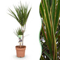 Dracaena Marginata - Drakenbloedboom - 1 plant - pot 17cm - hoogte 70-80cm