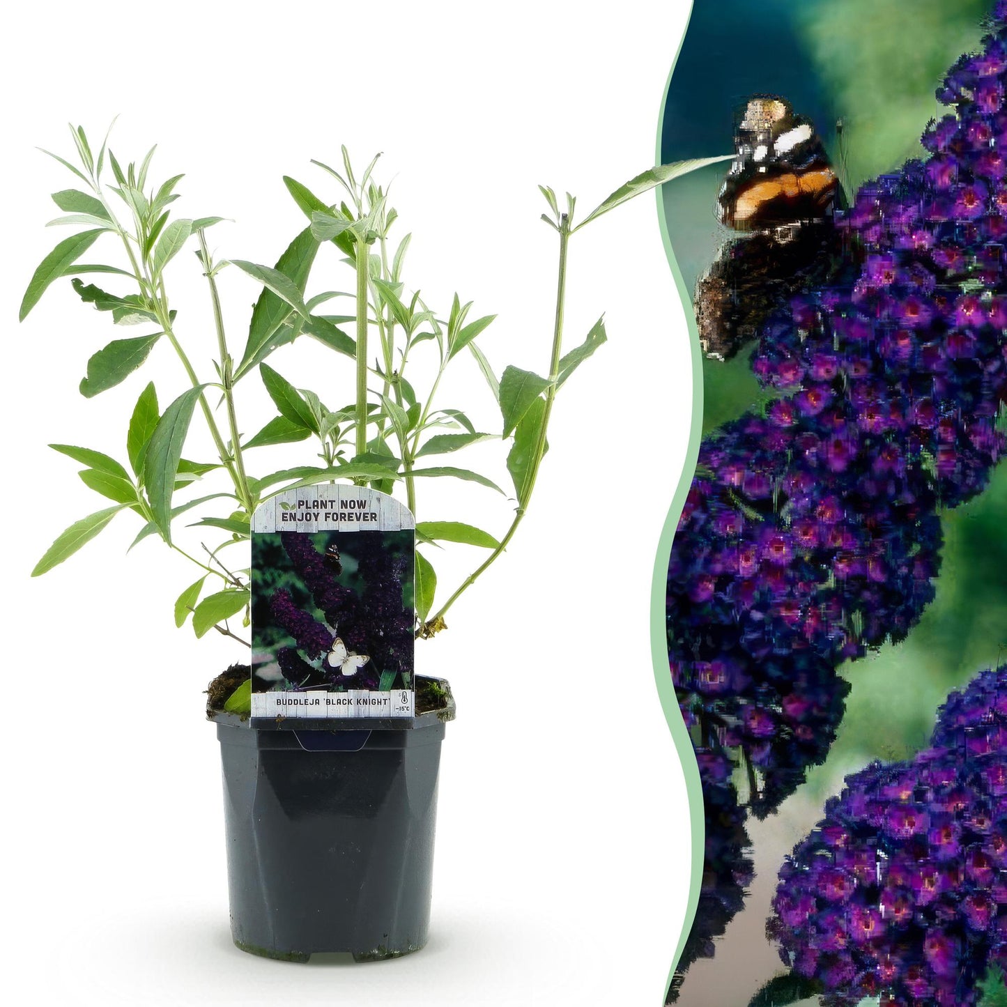 Buddleja davidii 'Black Night' - Vlinderstruik - hoogte 45cm