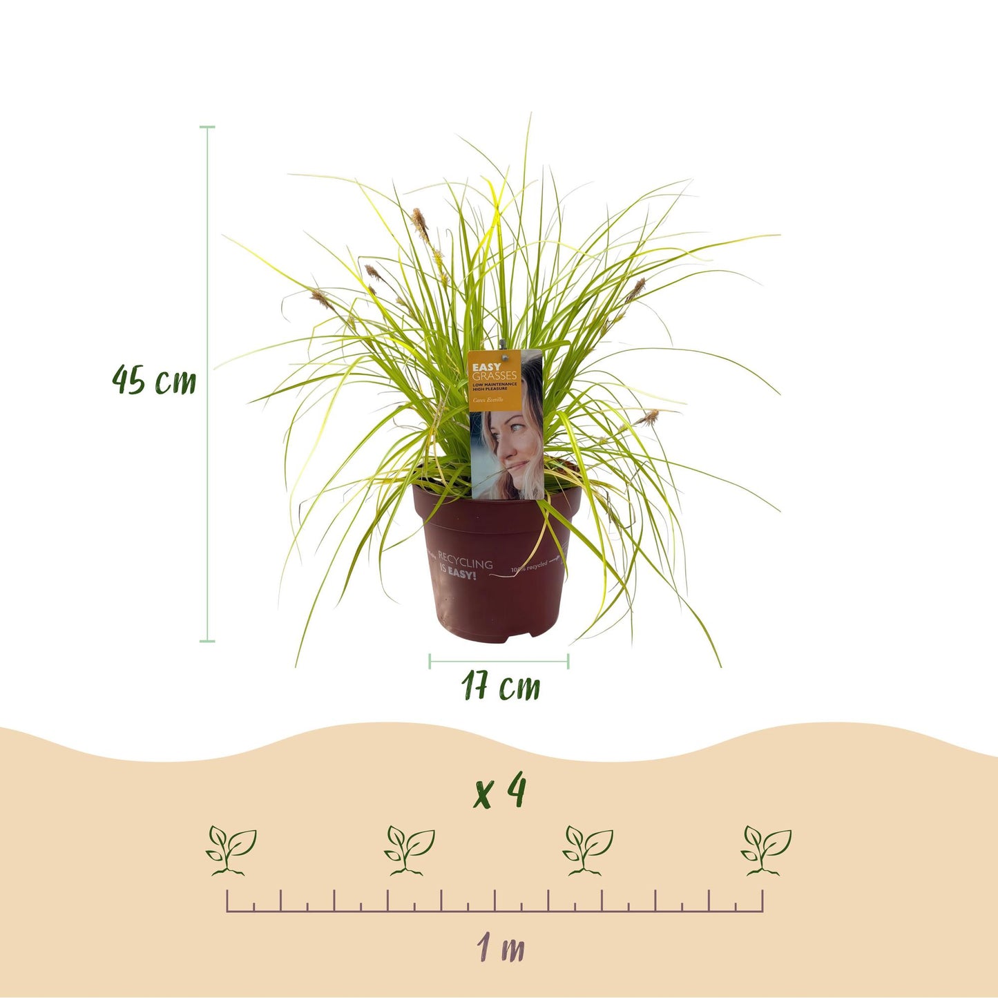 Green boutiQ - Siergrassen -  Carex oshimensis Everillo - Geel - 1 Planten - Groenblijvend - Winterhard - Pot 17cm Hoogte 50cm