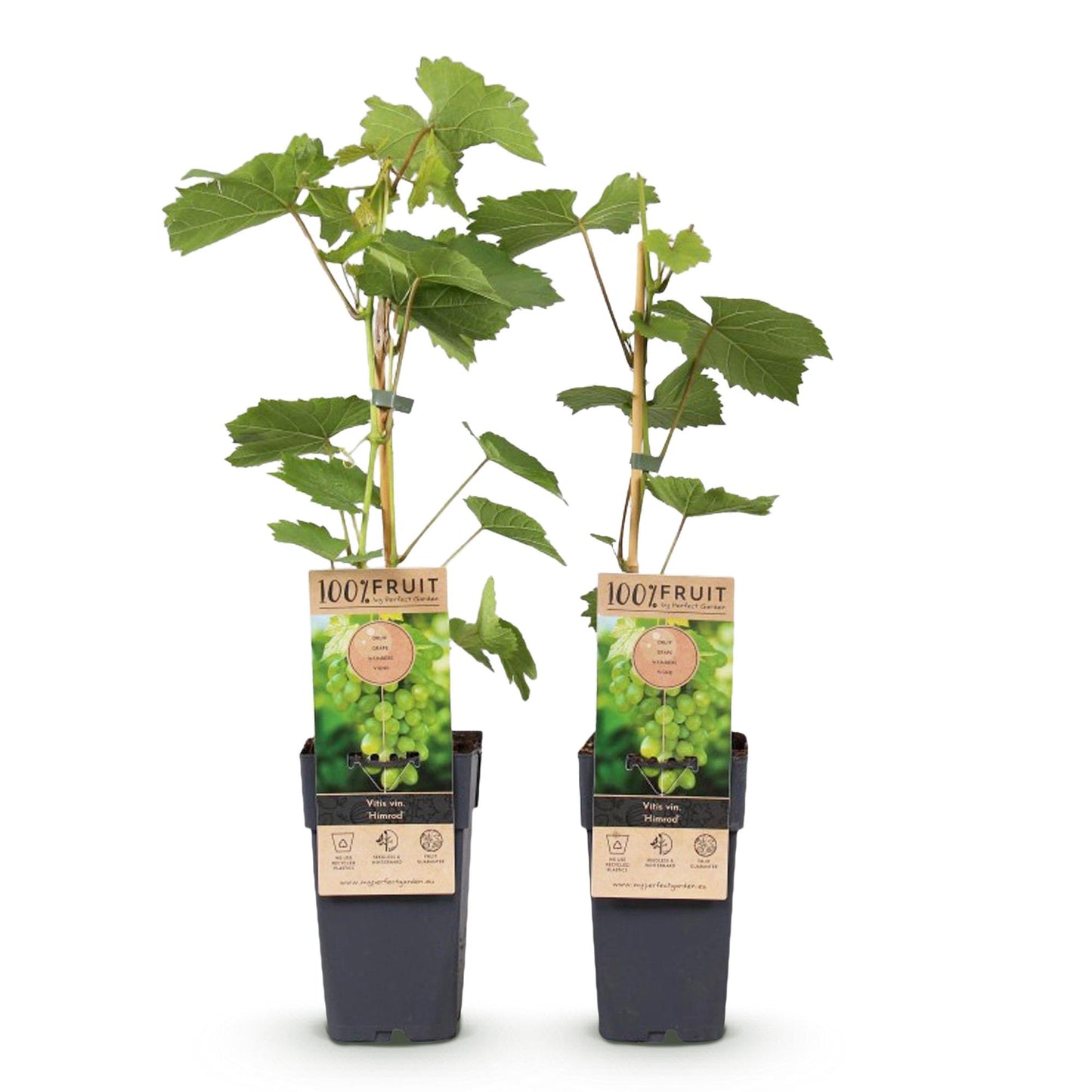 Vitis vinifera 'Himrod' - pitarme Witte Druif