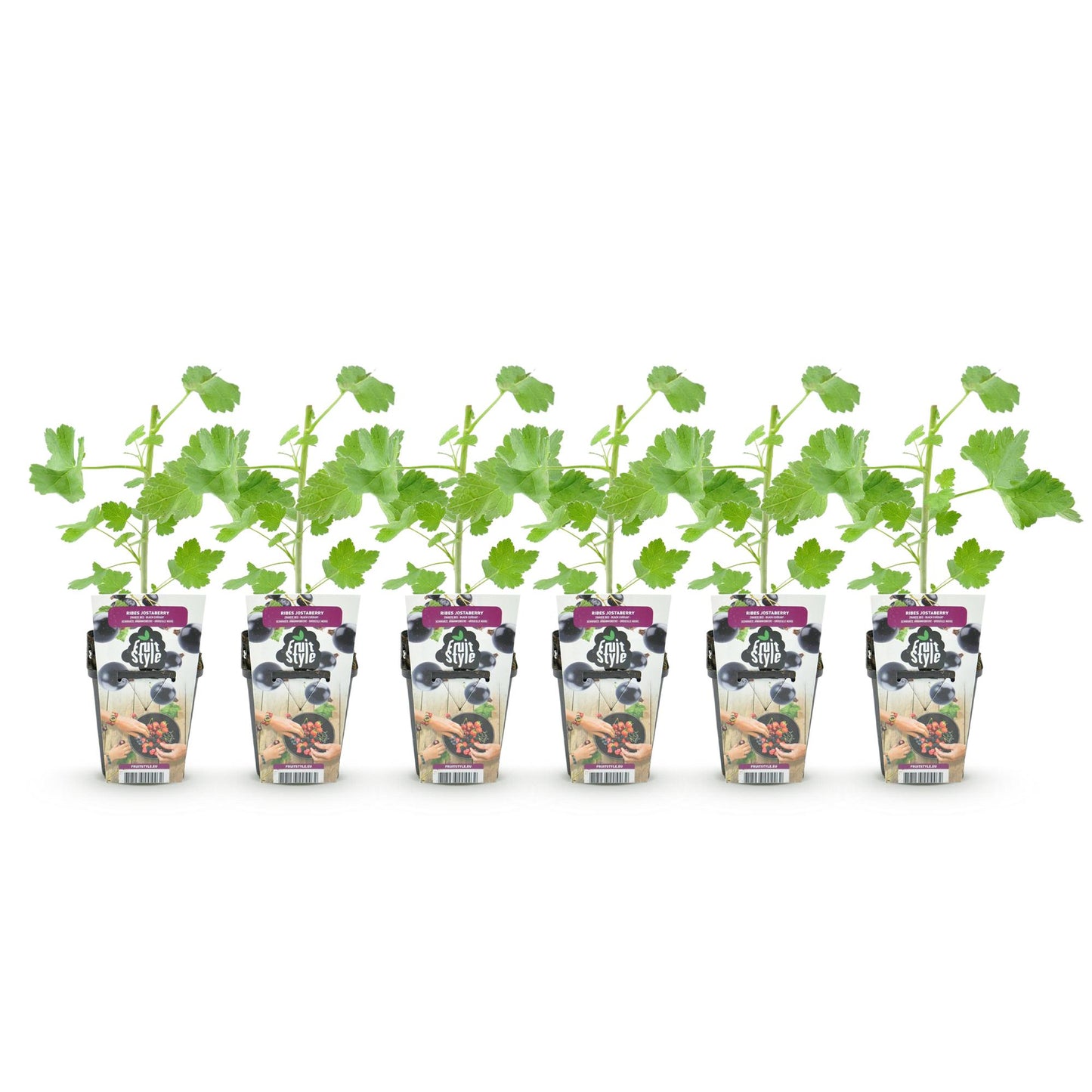 Ribes 'Jostabes' - Jostabes - 6 planten - Pot 9cm