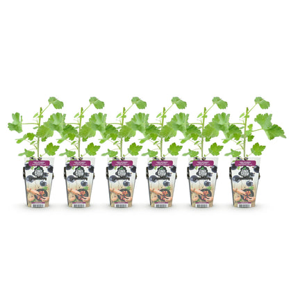 Ribes 'Jostabes' - Jostabes - 6 planten - Pot 9cm