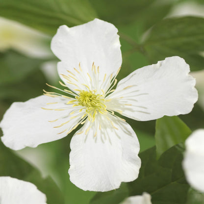 Clematis montana 'Grandiflora' - Clematis - 2 planten - Pot 11cm - Hoogte 40cm
