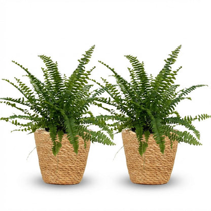 Green boutiQ - Kamerplant - Nephrolepsis exaltata Green Lady - Varen - Huisdiervriendelijke Plant - Groen - 2 Planten - met Mand - Pot 12cm - Hoogte 25cm
