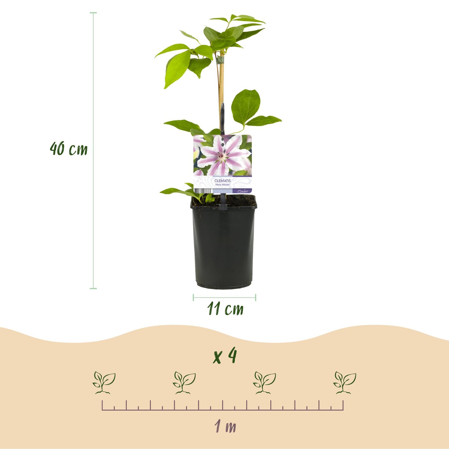 Clematis 'Nelly Moser' - Clematis - 2 planten - Pot 11cm - Hoogte 40cm