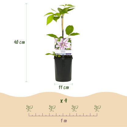 Clematis 'Nelly Moser' - Clematis - 2 planten - Pot 11cm - Hoogte 40cm