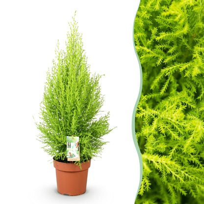 Cupressus Gold Crest Wilma - Kamerconifeer - pot 21cm - hoogte 85-95cm