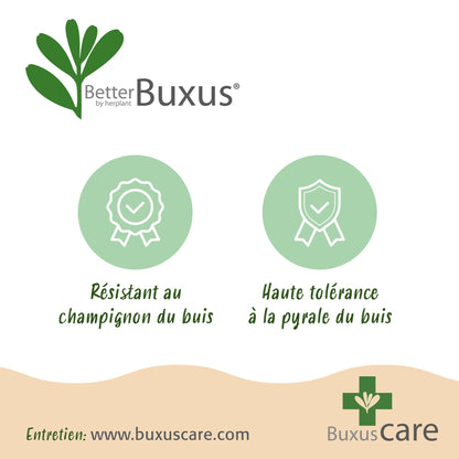 Green boutiQ - Buxus Bol - BetterBuxus Skylight - Resistant tegen de Buxus Schimmel - 1 planten - pot 23cm bol 25cm