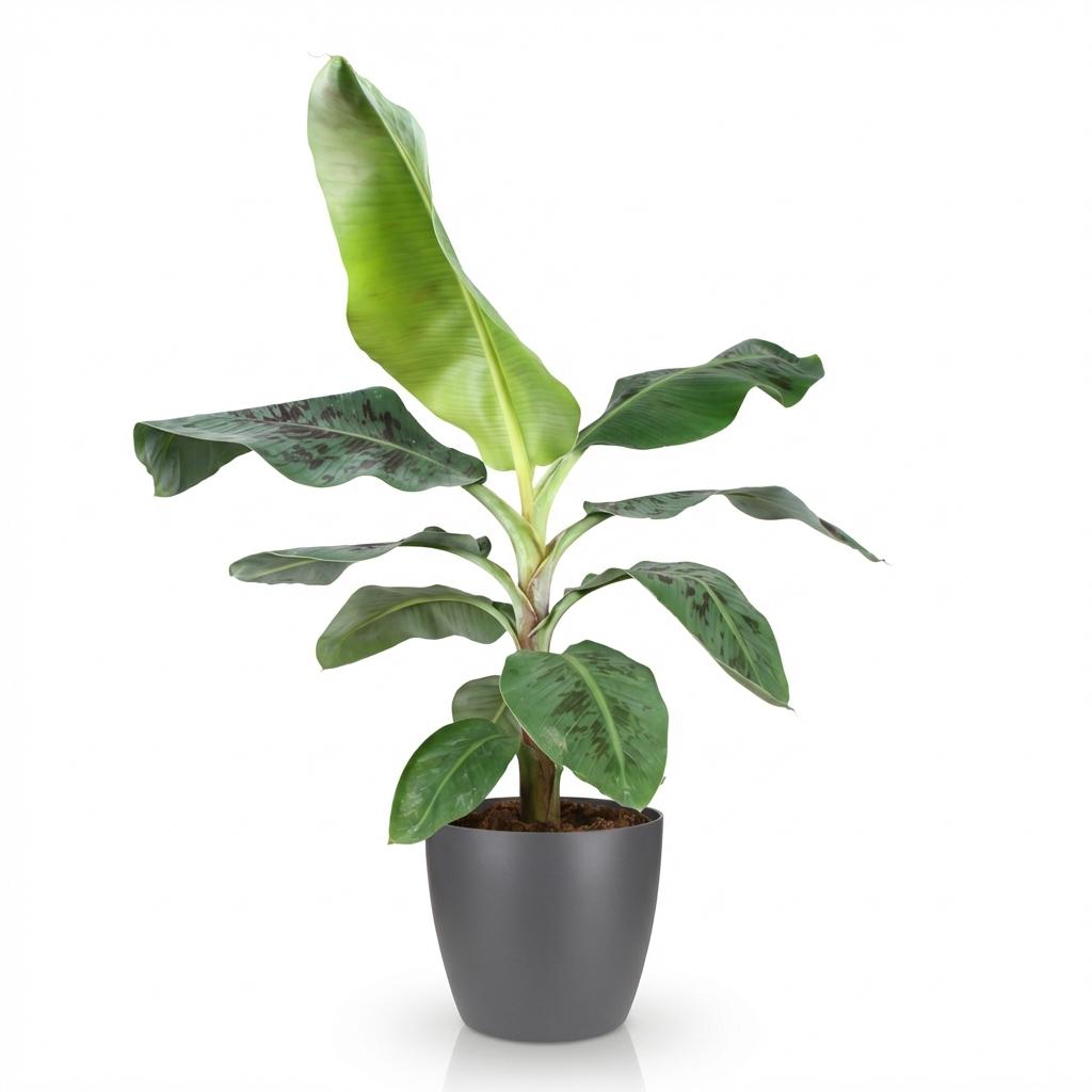 Musa acuminata Dwarf Cavendisch - Bananenplant - incl. pot grijs - pot 21cm - hoogte 70-75cm