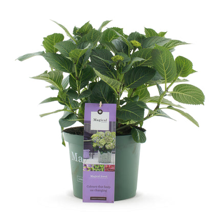 Hydrangea 'Magical Jewel Blue' - Blauwe Hortensia - 6-10 Bloemen - hoogte 55cm