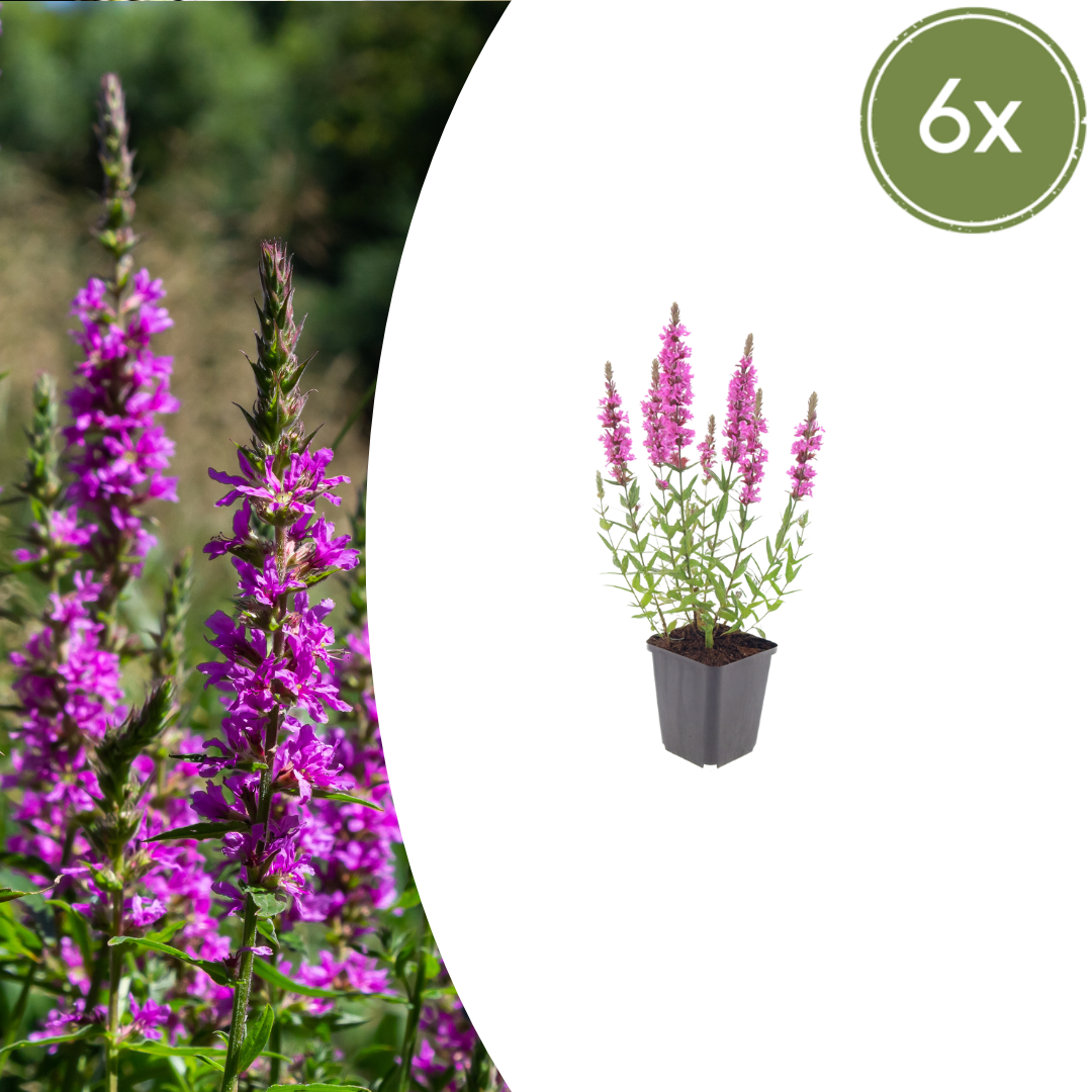 Lythrum salicaria - Kattenstaart