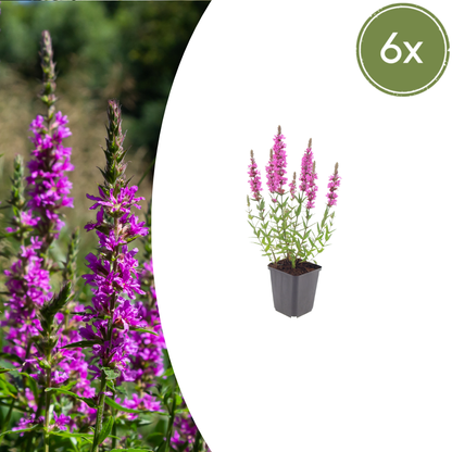 Lythrum salicaria - Kattenstaart