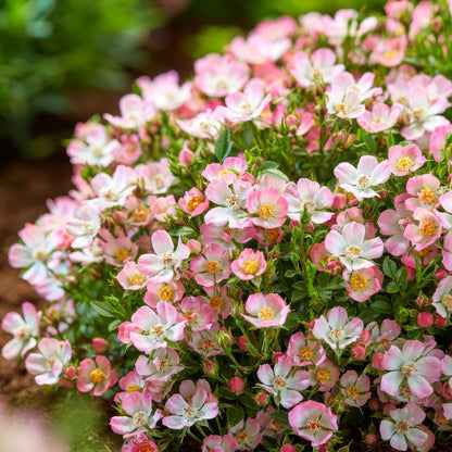 Rosa 'Cutie Pie' - Roos - hoogte 20-25cm