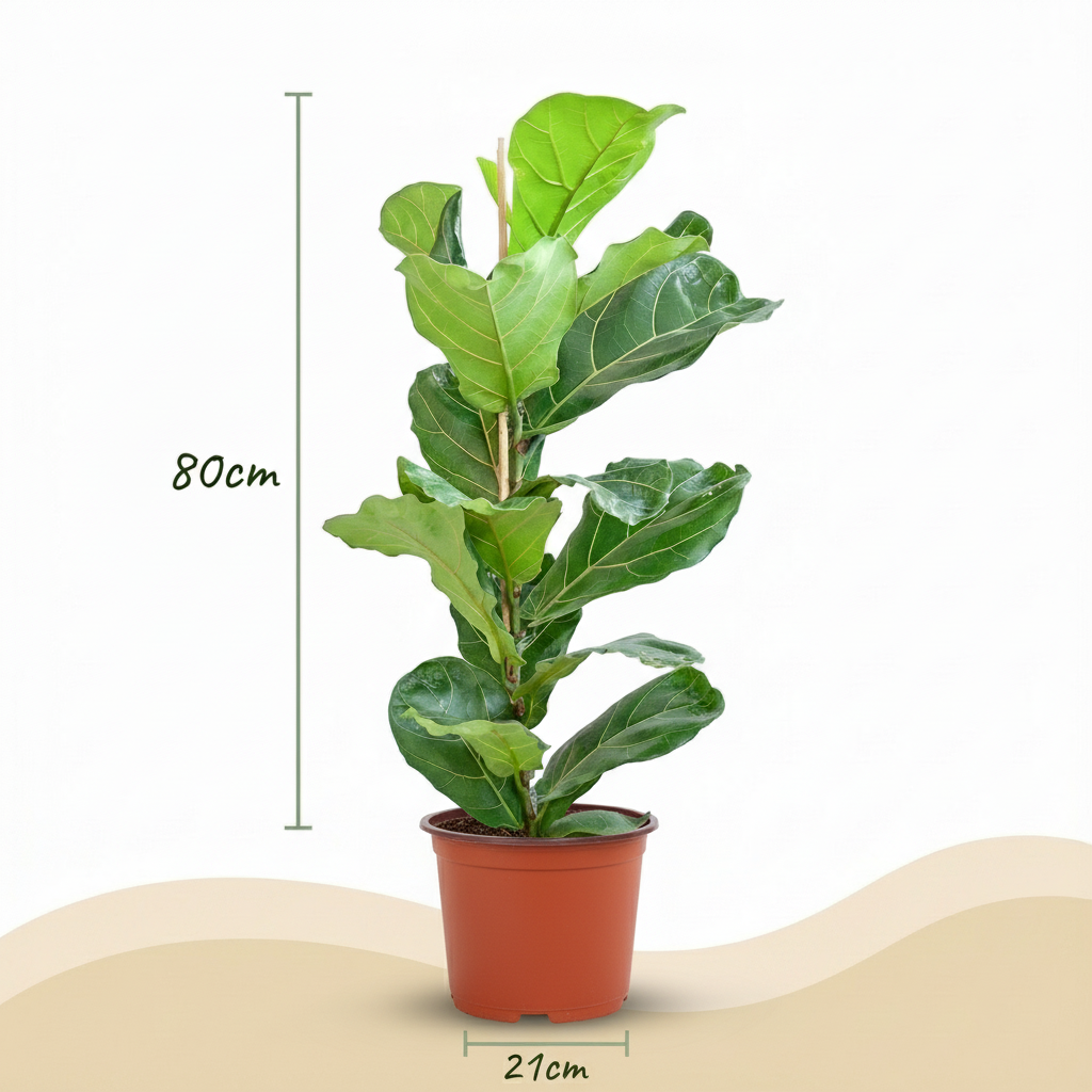 Ficus Lyrata - Vioolbladplant - pot 21cm - hoogte 75 - 85cm