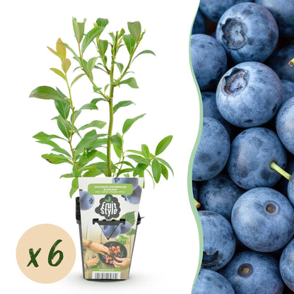Vaccinium corymbossum 'Bluegold' - Blauwe bes - 6 planten - Pot 9cm