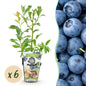 Vaccinium corymbossum 'Bluegold' - Blauwe bes - 6 planten - Pot 9cm