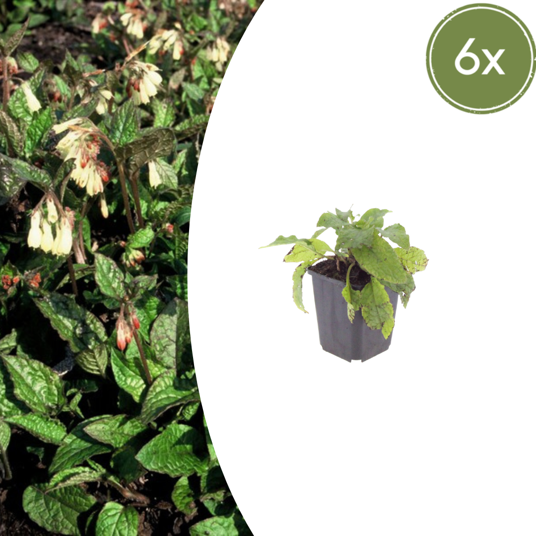 Symphytum grandiflorum - Smeerwortel