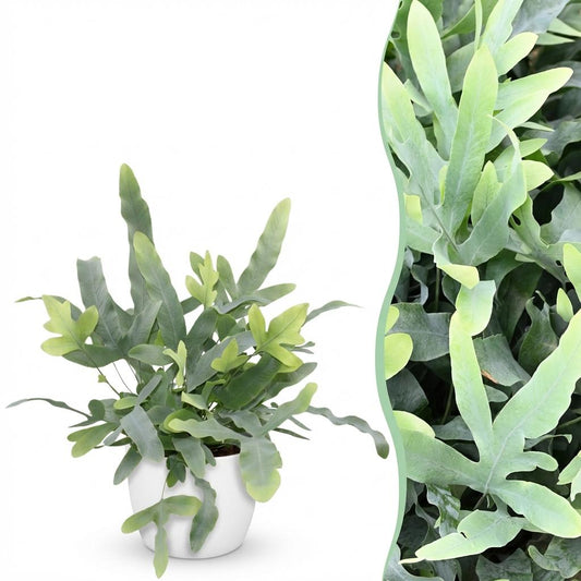 Green boutiQ - Kamerplant - Phlebodium aureum Blue Star - Blauwe Varen - Huisdiervriendelijke Plant - Blauw - 1 Plant - met Potter Wit - Pot 12cm - Hoogte 25cm