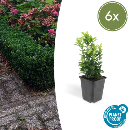 Euonymus jap. 'Green Spire' - Kardinaalshoed