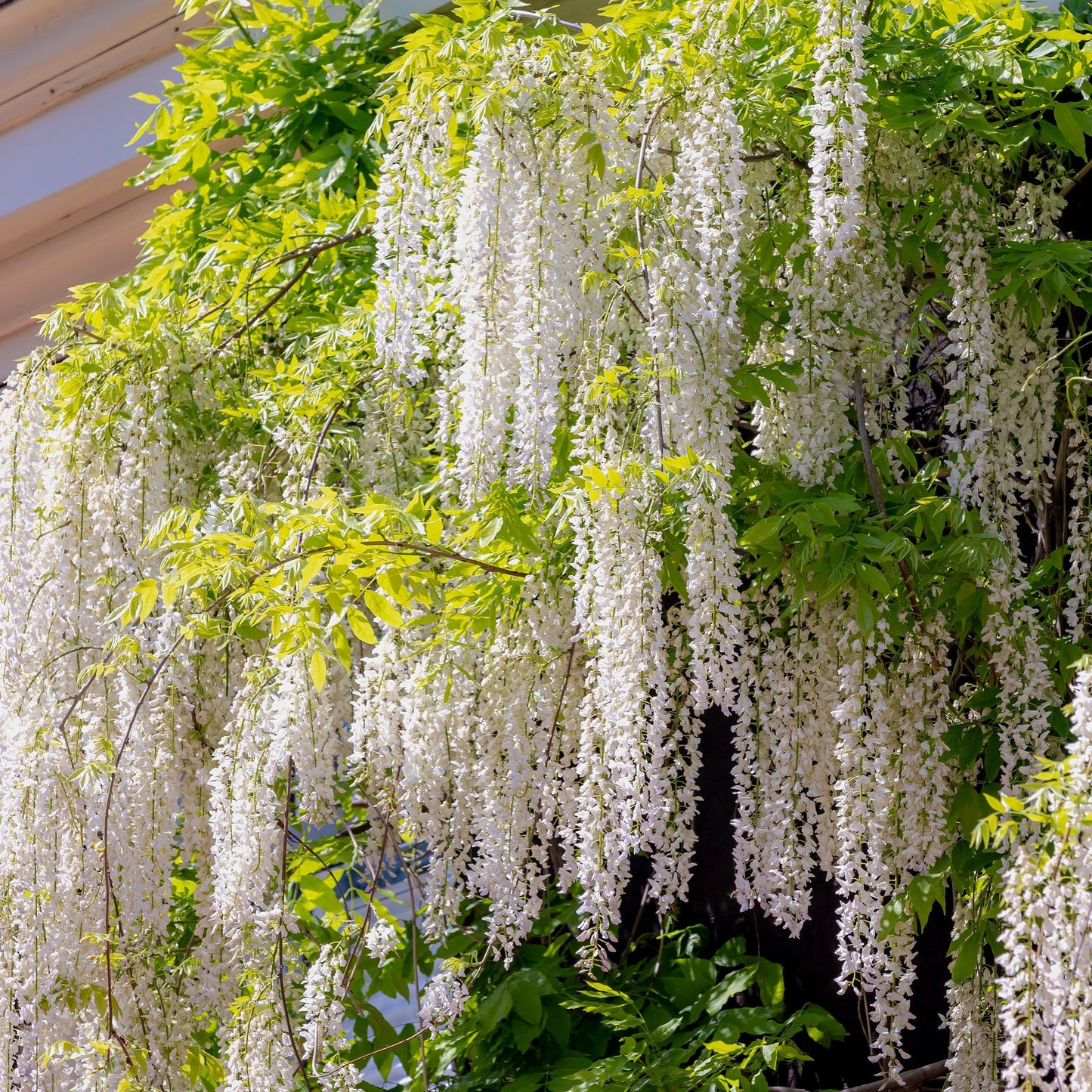 Wisteria floribunda 'Alba' - Blauwe Regen'