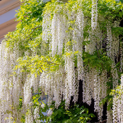 Wisteria floribunda 'Alba' - Blauwe Regen'