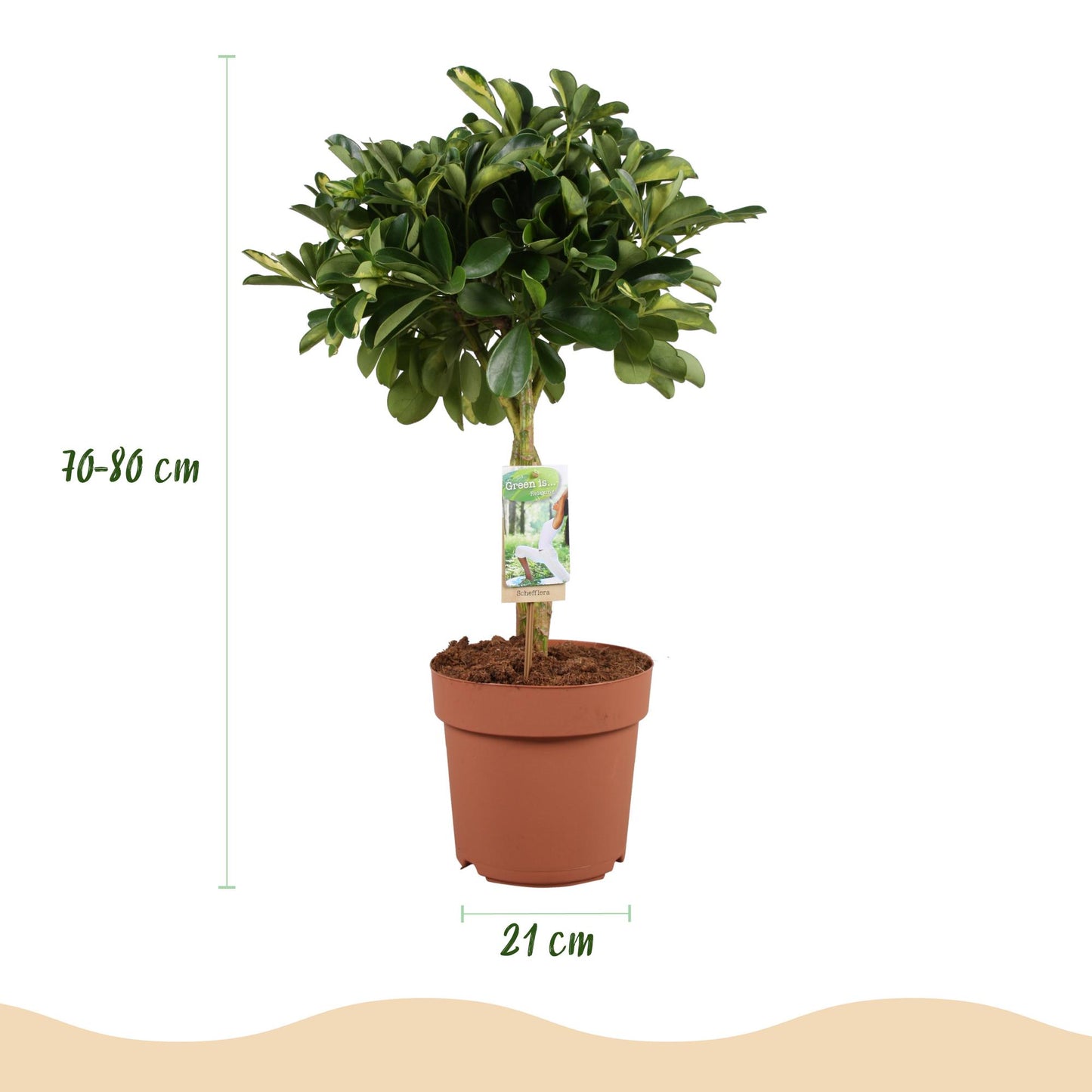 Schefflera Gold Capelle - Vingerboom - incl. pot grijs - pot 21cm - hoogte 70-80cm