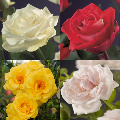 Klimrozenmix 'Rainbow' - Bloemen; roze, wit, geel & rood