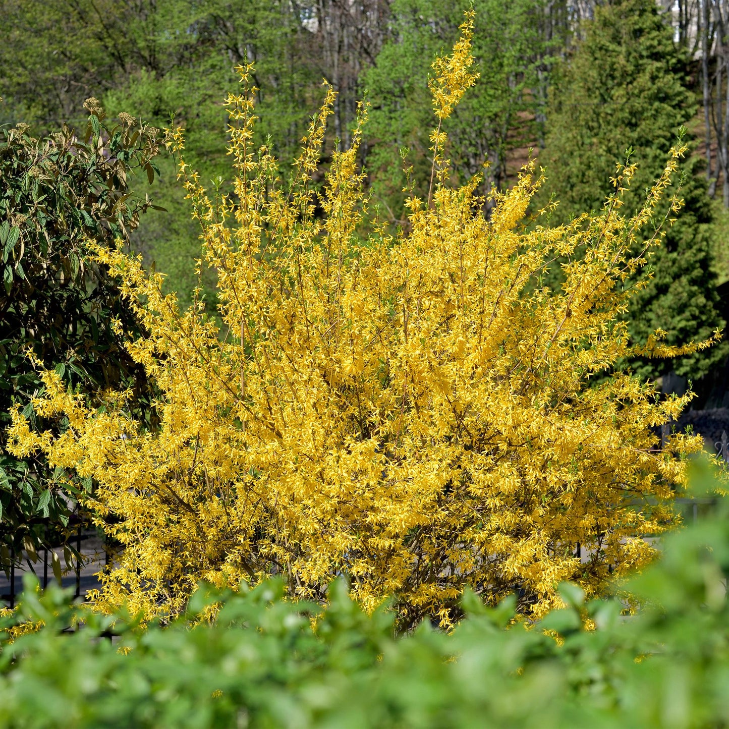 Forsythia intermedia 'Goldrauch' - Chinees Klokje - hoogte 45cm