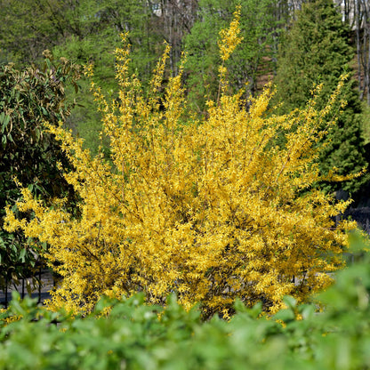 Forsythia intermedia 'Goldrauch' - Chinees Klokje - hoogte 45cm
