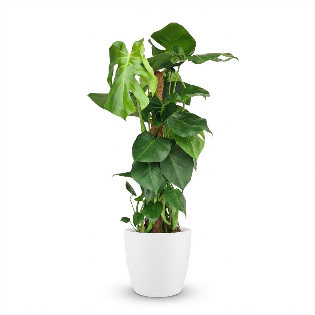 Green boutiQ - Kamerplant - Gatenplant - Monstera Deliciosa mosstok - Groen - Weinig onderhoud - 1 Plant - met Potter Wit - Pot 19cm - Hoogte 90cm