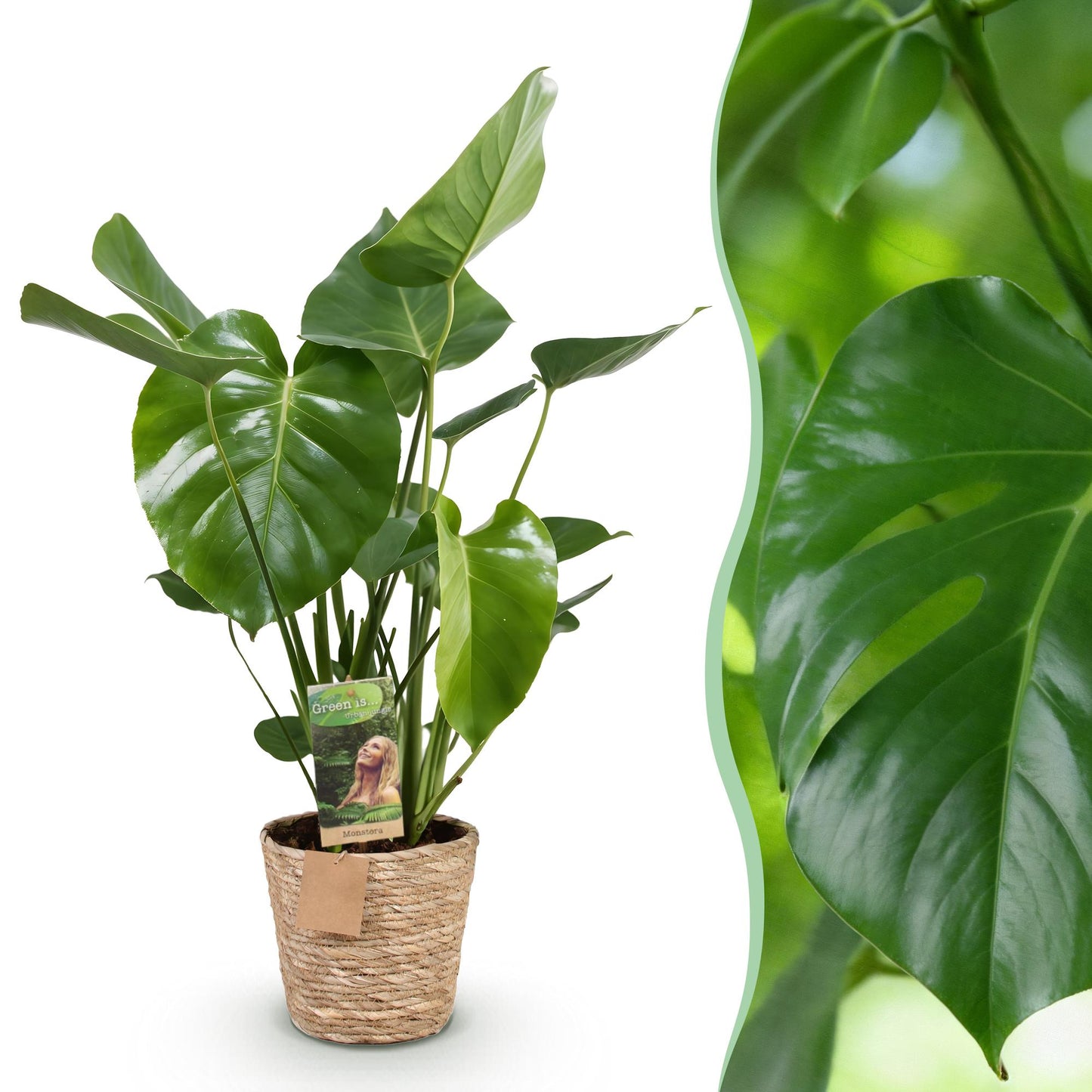 Monstera Deliciosa - Gatenplant - incl. mand - pot 21cm - hoogte 70-80cm