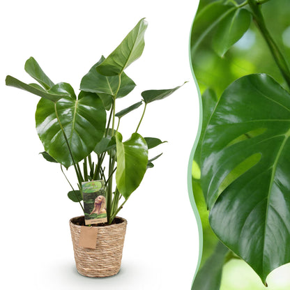 Monstera Deliciosa - Gatenplant - incl. mand - pot 21cm - hoogte 70-80cm