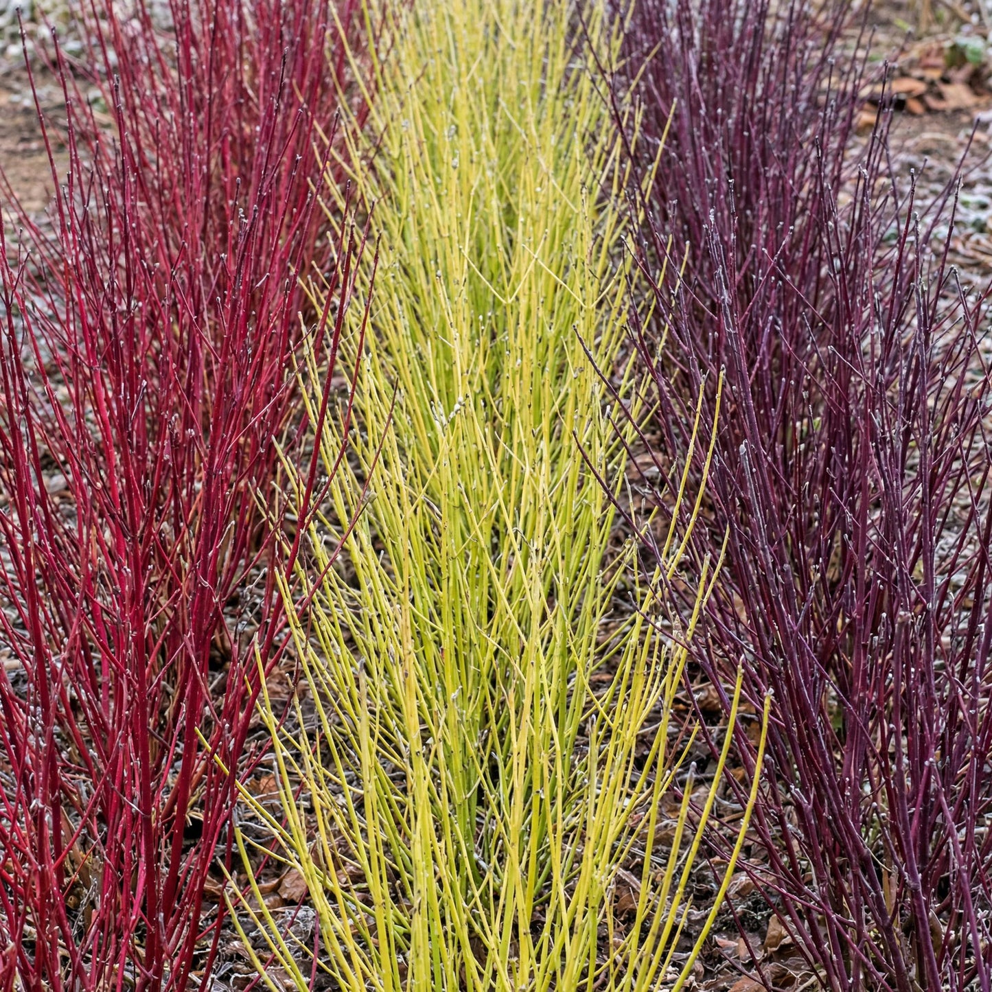 Green boutiQ - Heesters - Cornus alba Tricolour - Mix van Rode, Groene En Paarse Takken - 3 Planten - Bladverliezend - Weinig Onderhoud - Pot 17cm Hoogte 45cm