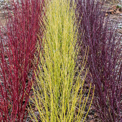 Green boutiQ - Heesters - Cornus alba Tricolour - Mix van Rode, Groene En Paarse Takken - 3 Planten - Bladverliezend - Weinig Onderhoud - Pot 17cm Hoogte 45cm