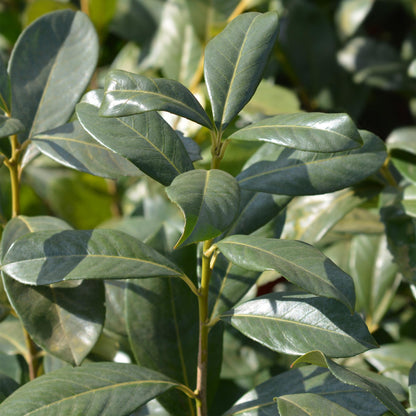 Prunus laurocerasus 'Rotundifolia' - Laurierkers - hoogte 50cm