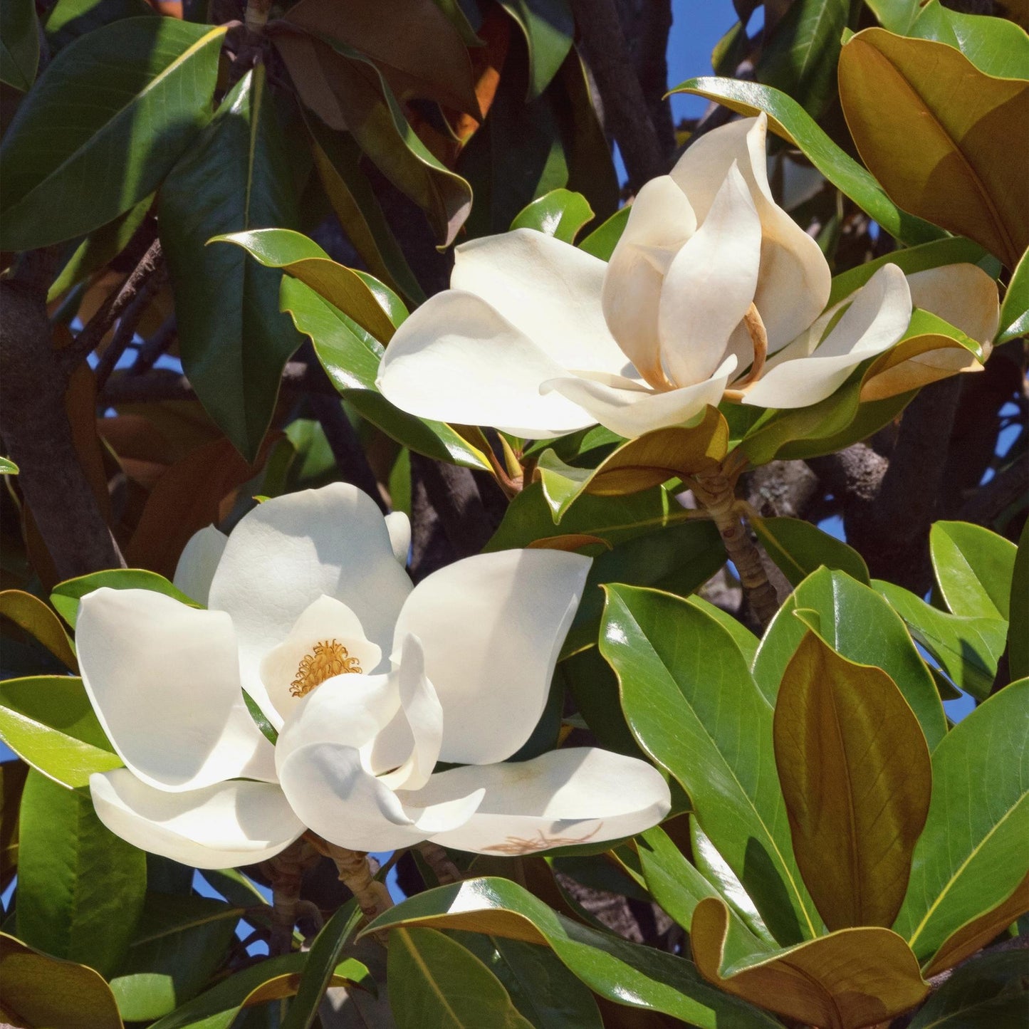 Magnolia grandiflora - bladhoudende Magnolia - hoogte 30cm