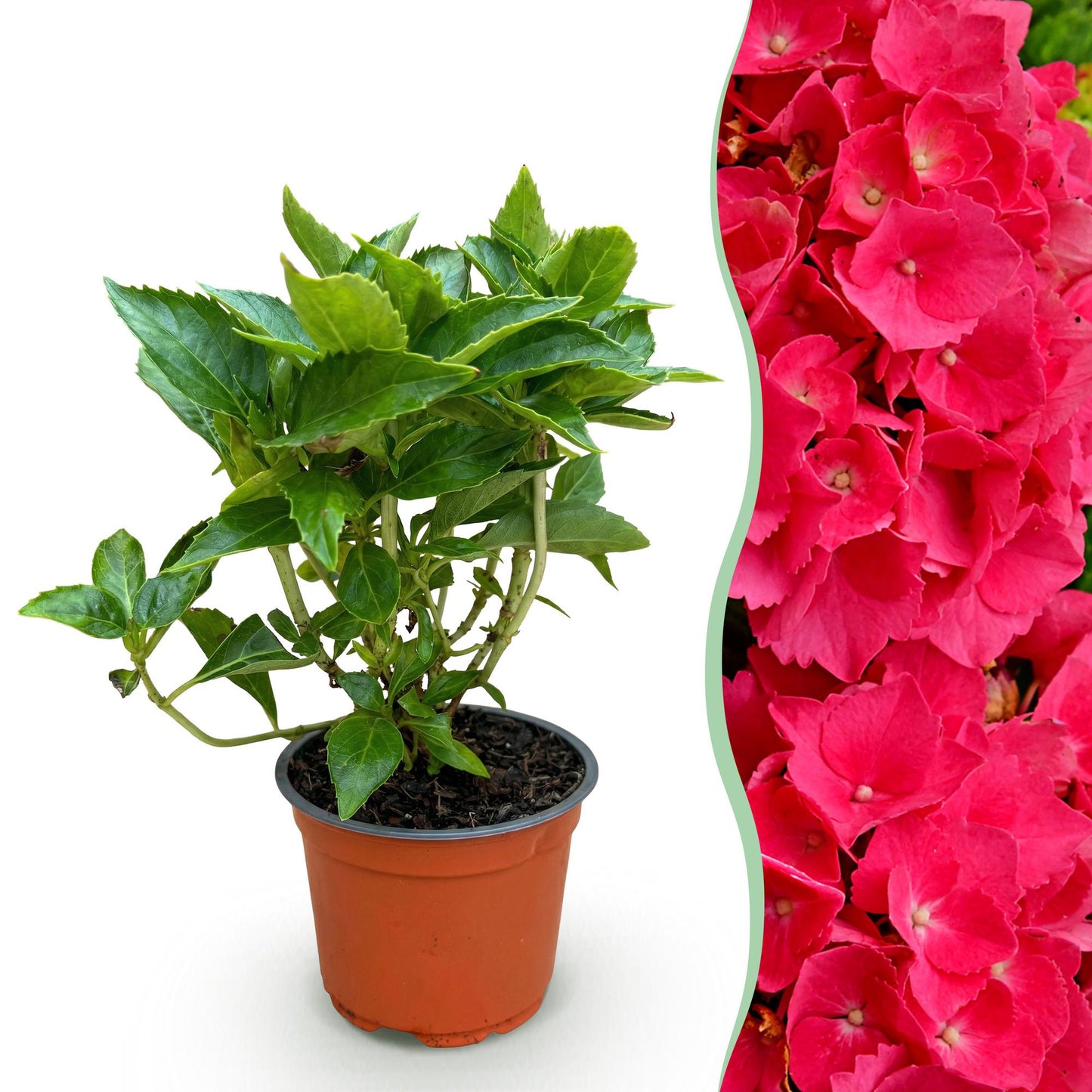 Hydrangea macrophylla 'Red' - Bolhortensia - hoogte 20-30cm