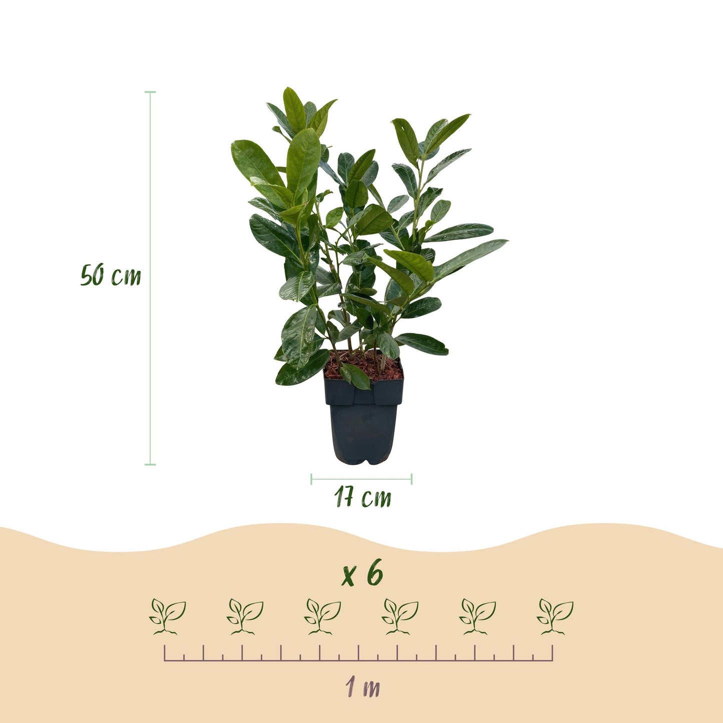 Prunus laurocerasus 'Rotundifolia' - Laurierkers - hoogte 50cm