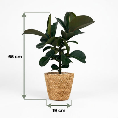 Green boutiQ - Kamerplant - Rubberplant - Ficus Elastica Cloe - Groen - Weinig onderhoud - 1 Plant - met Mand - Pot 19cm - Hoogte 65cm