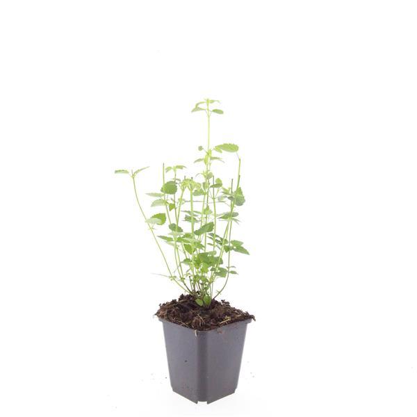 Agastache 'Black Adder' - Dropplant